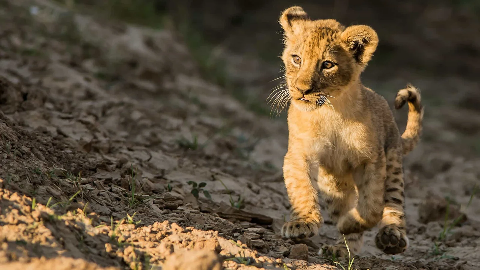 Tanzania Safari