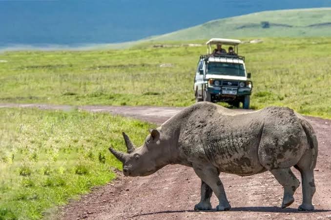 Ngorongoro Crater: Complete Safari Travel Guide