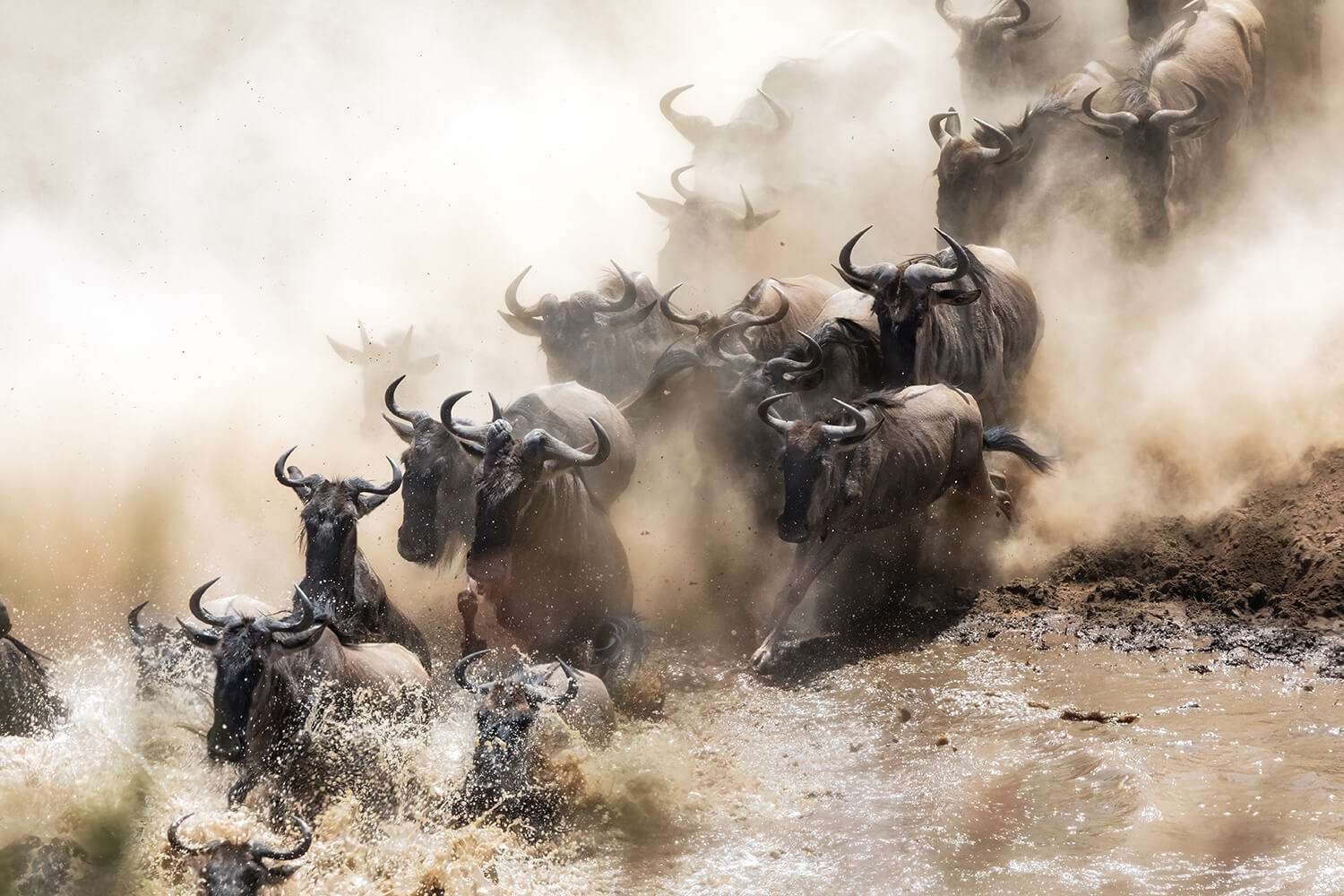 Best Time to Go on a Tanzania Safari